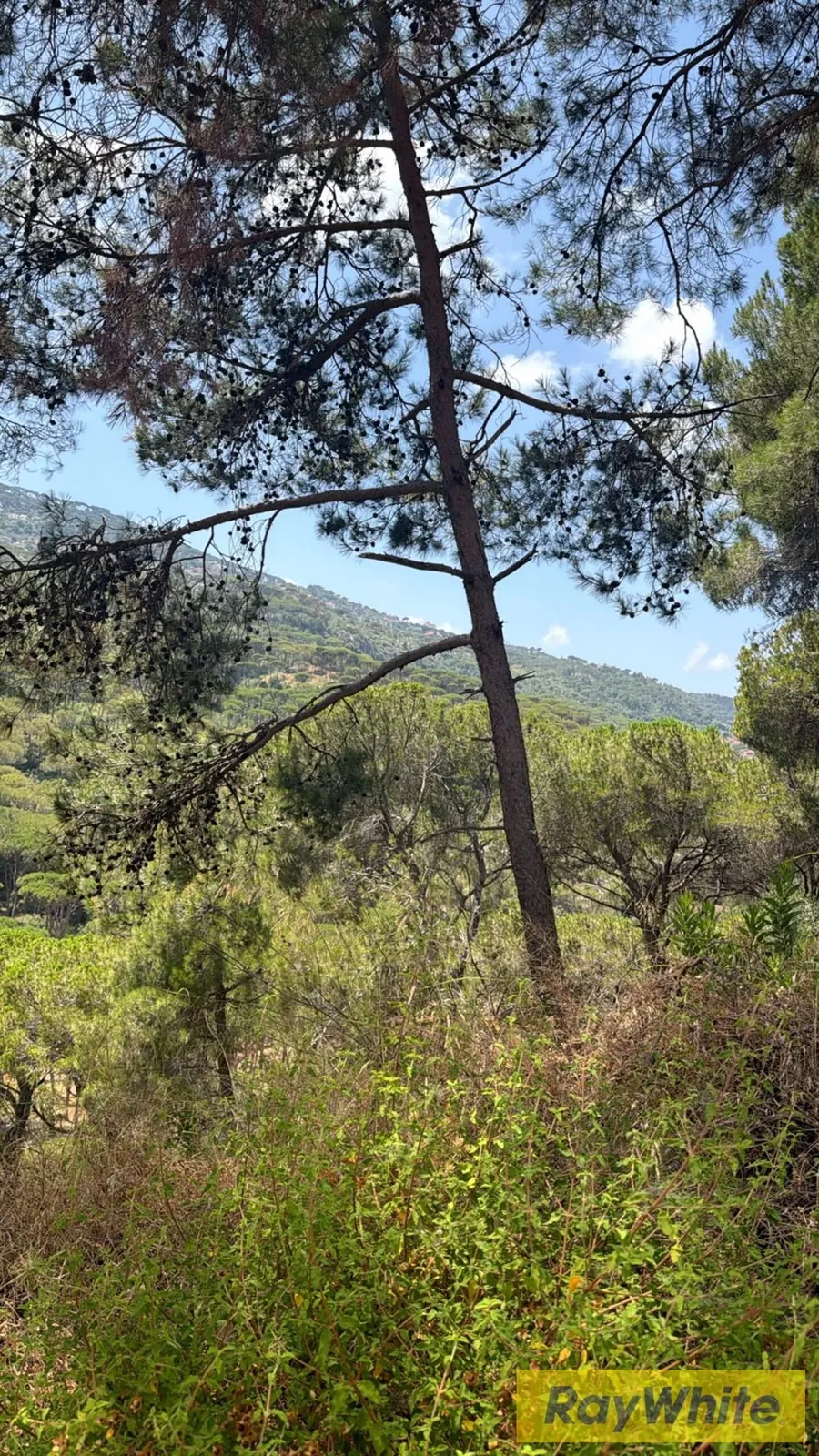 Land For Sale In Bsefrine | Mountain View — photo 4