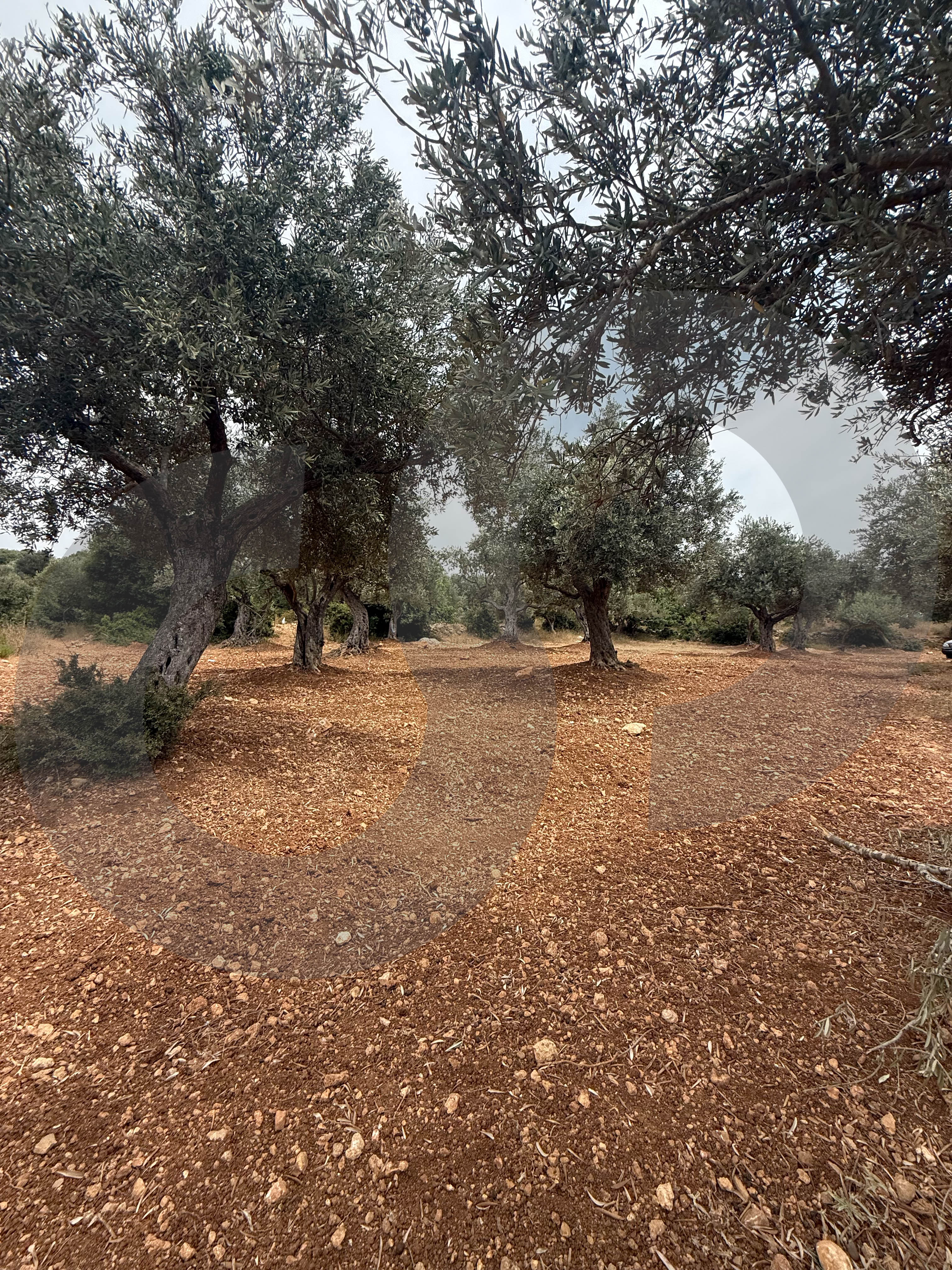 AGRICULTURAL LAND/ panoramic view, in a very quiet area/ZGHARTA,ALMA — photo 2