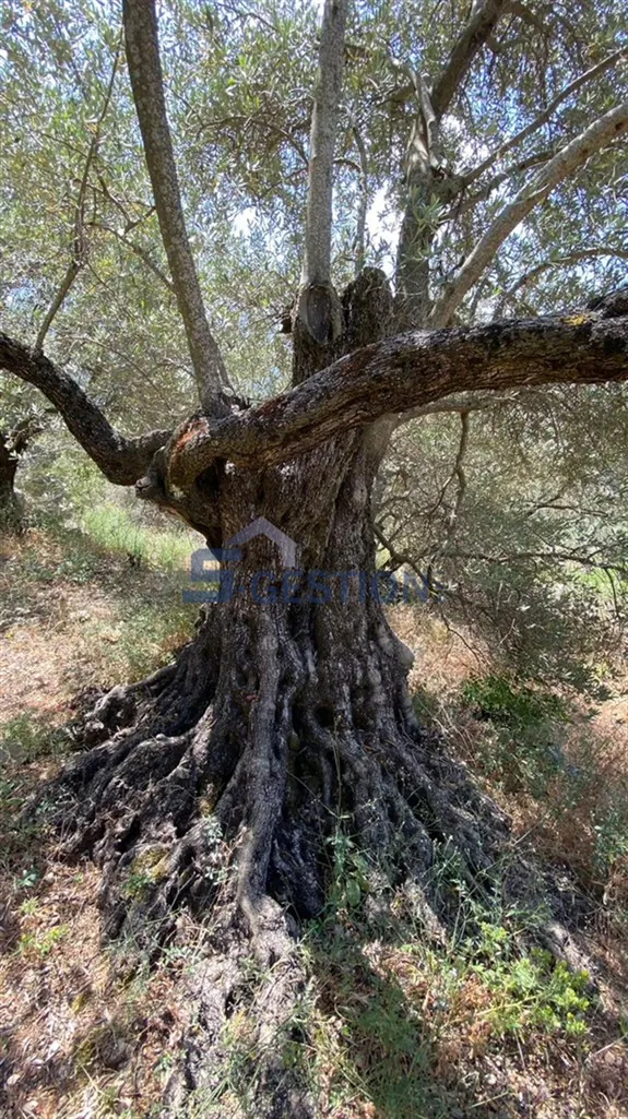 Land for Sale in Deir El Amar — photo 3