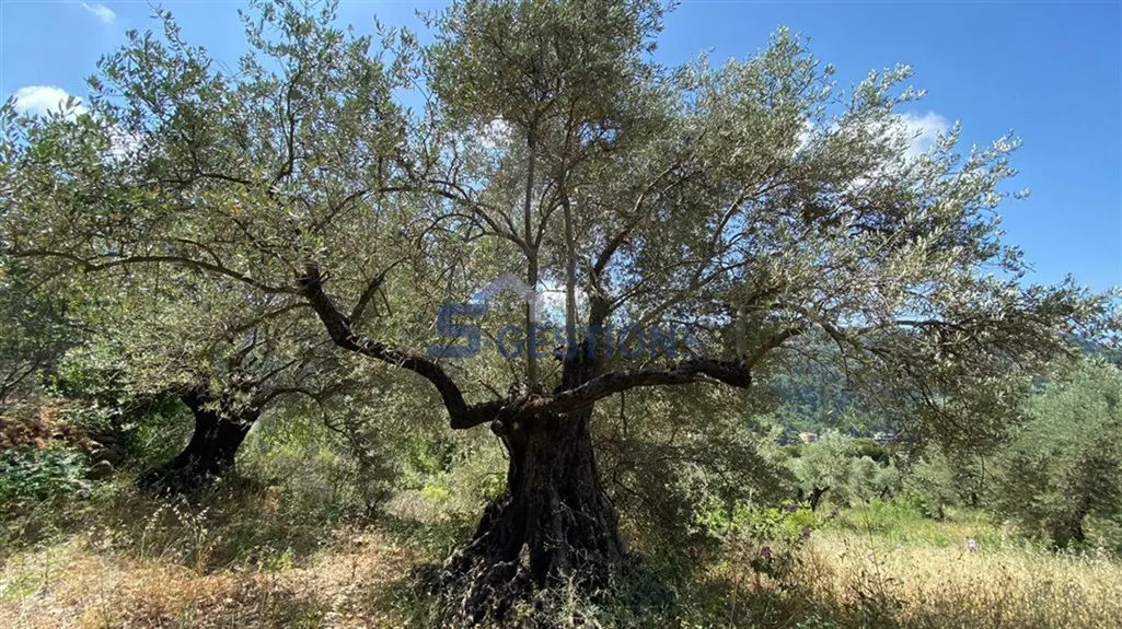 Land for Sale in Deir El Amar — photo 5