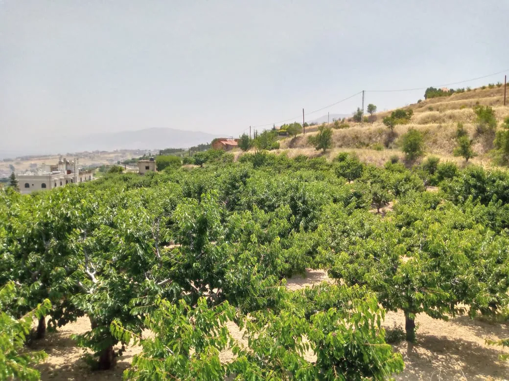 Zahle wadi el arayesh land 2900 sqm for Sale panoramic view Ref#5981 — photo 4