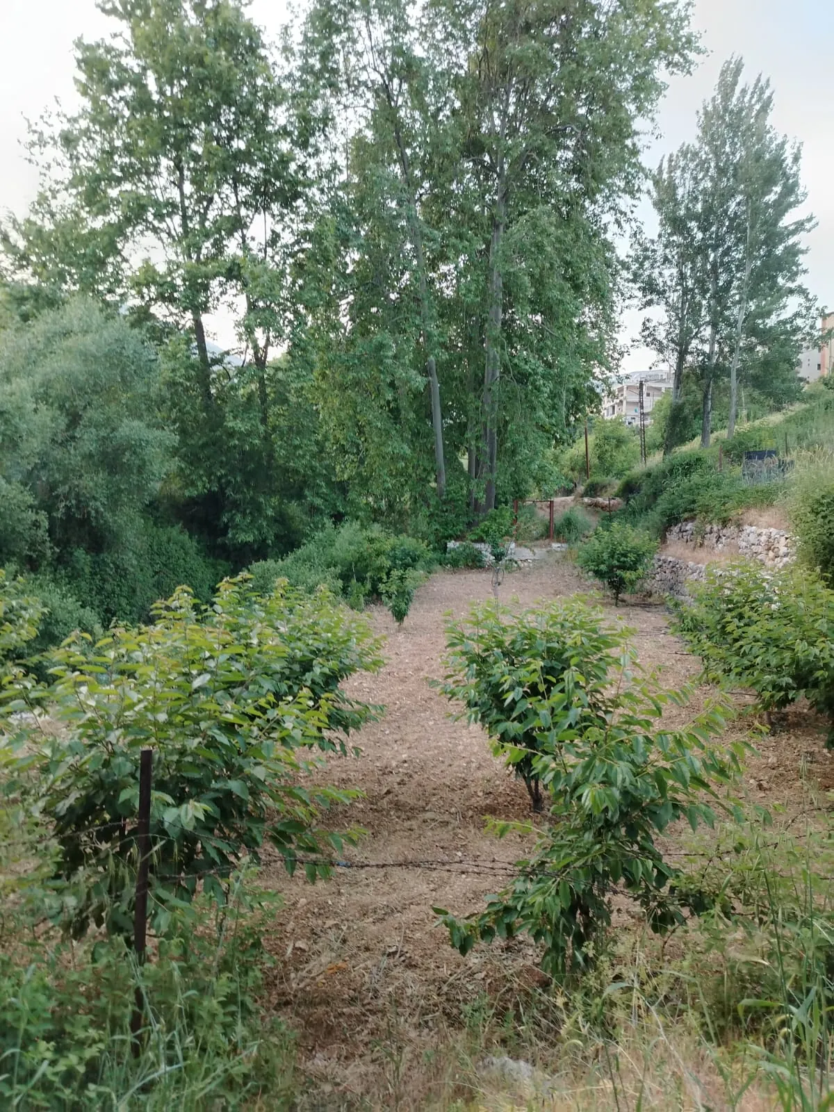 Qaa el rim land 950 sqm for Sale, on the border to the river #6936 — photo 2