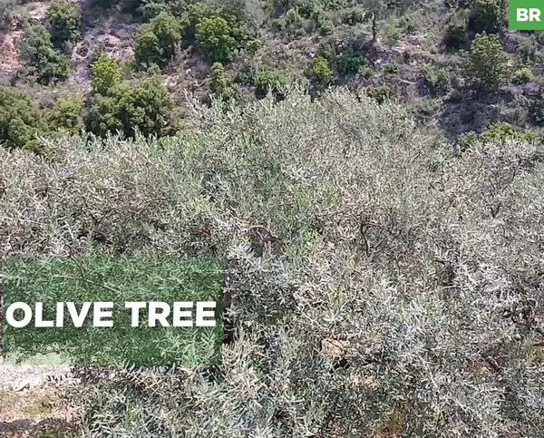 LAND/ Chabtine, Batroun /zoning 25/50/CALM AREA