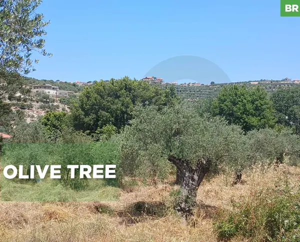 LAND/Kfaraakka, Koura /Main Road