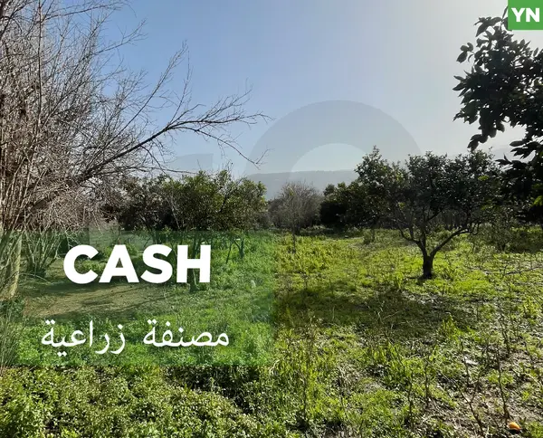 agricultural land, fully planted, Zgharta, rashiin
