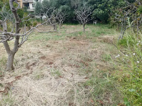 Land for Sale in Aamchit