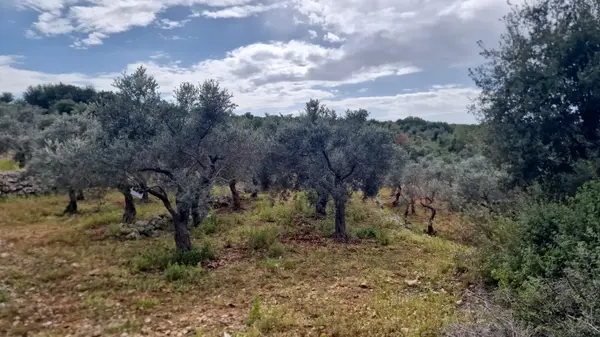 Land for Sale in Hamat, Lebanon