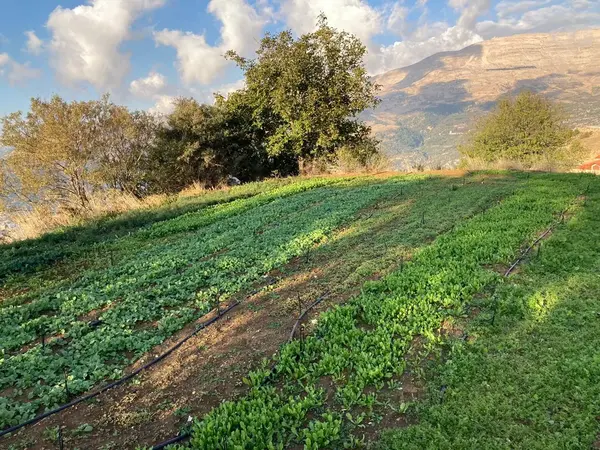 Land for Sale in Zaarour, Lebanon