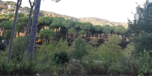 Land for Sale in Baabdat, Lebanon