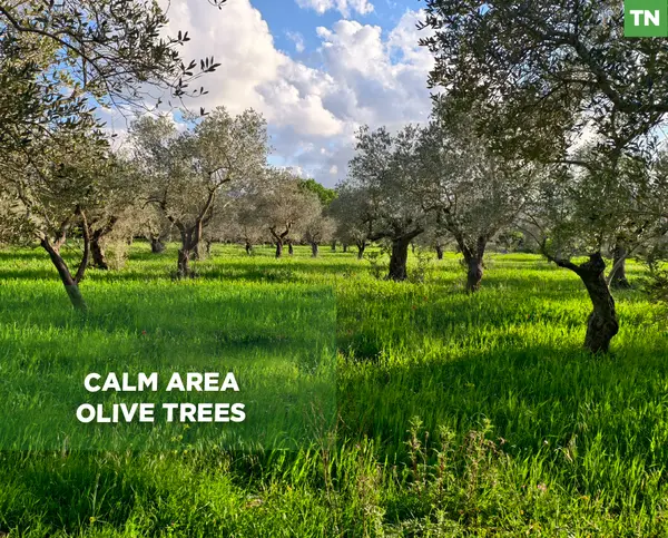 Calm Location, Beshmezzine - Koura