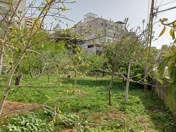 Land for Rent in Ballouneh, Lebanon