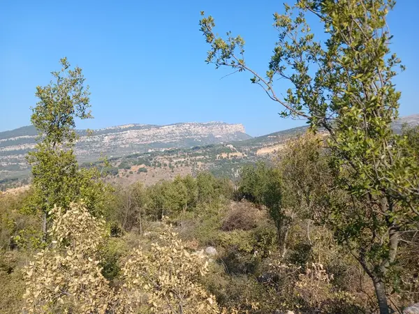 Land for Sale in Douma, Lebanon
