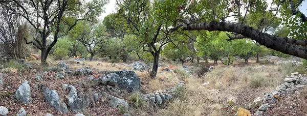 Land for Sale in Chikhane