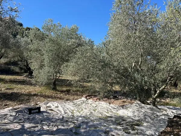 Land for Sale in Bejje
