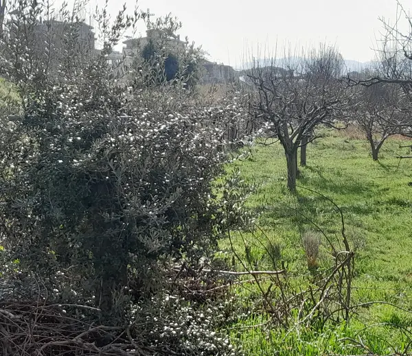 Land in Aayroun, Metn