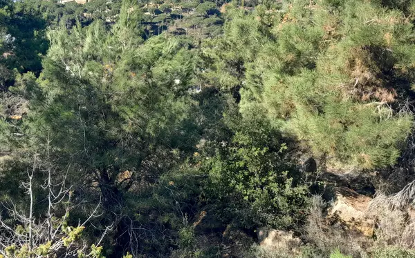 Prime Location Land in Mar Moussa, Metn overlooking the Mountains