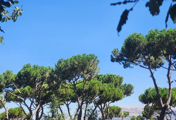 Land in Bolonia, Metn Overlooking the Mountains