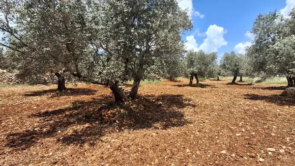 Land for Sale in Koura