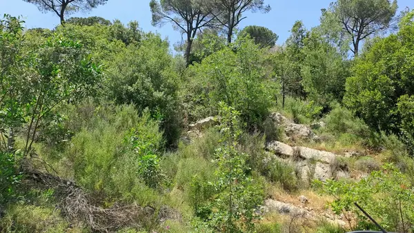 Land for Sale in Salima