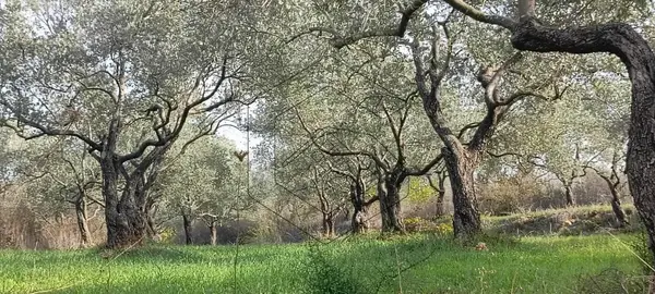 Land for Sale in Kferfahel-Koura