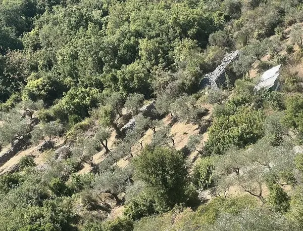Land for Sale in Batroun Deria