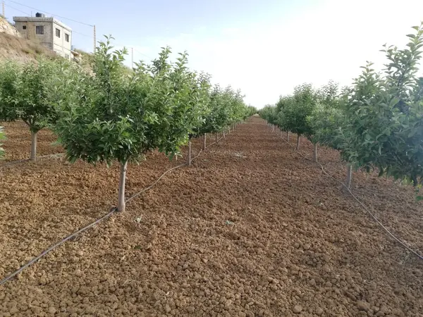 Land for Sale in Ain Dara