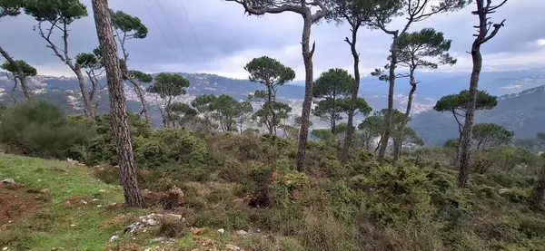 A 1,110 SQM Land For Sale in Bolonia